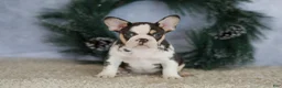 French Bulldog dogs for sale: Luna - Ad 6