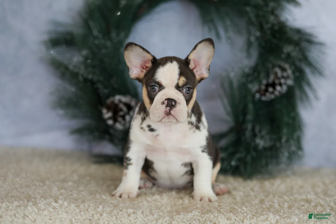 French Bulldog dogs for sale: Luna - Ad 6