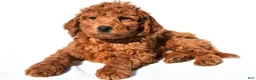 Mini Goldendoodle dogs for sale: Rusty - Ad 3