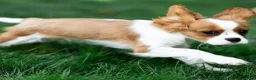 Cavalier King Charles Spaniel dogs for sale: Arlan Cavalier King Charles Spaniel Puppy  - Ad 8