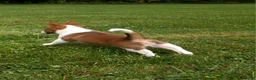 Mixed Breed dogs for sale: Callisto - Ad 4