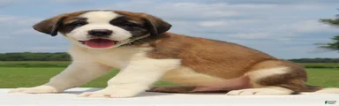 Morgan - AKC Champion Bloodlines