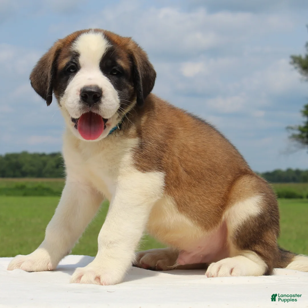 Saint Bernard dogs for sale: Morgan - AKC Champion Bloodlines - Ad 1