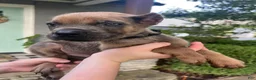 Cane Corso dogs for sale: Black Collar Male - Ad 1