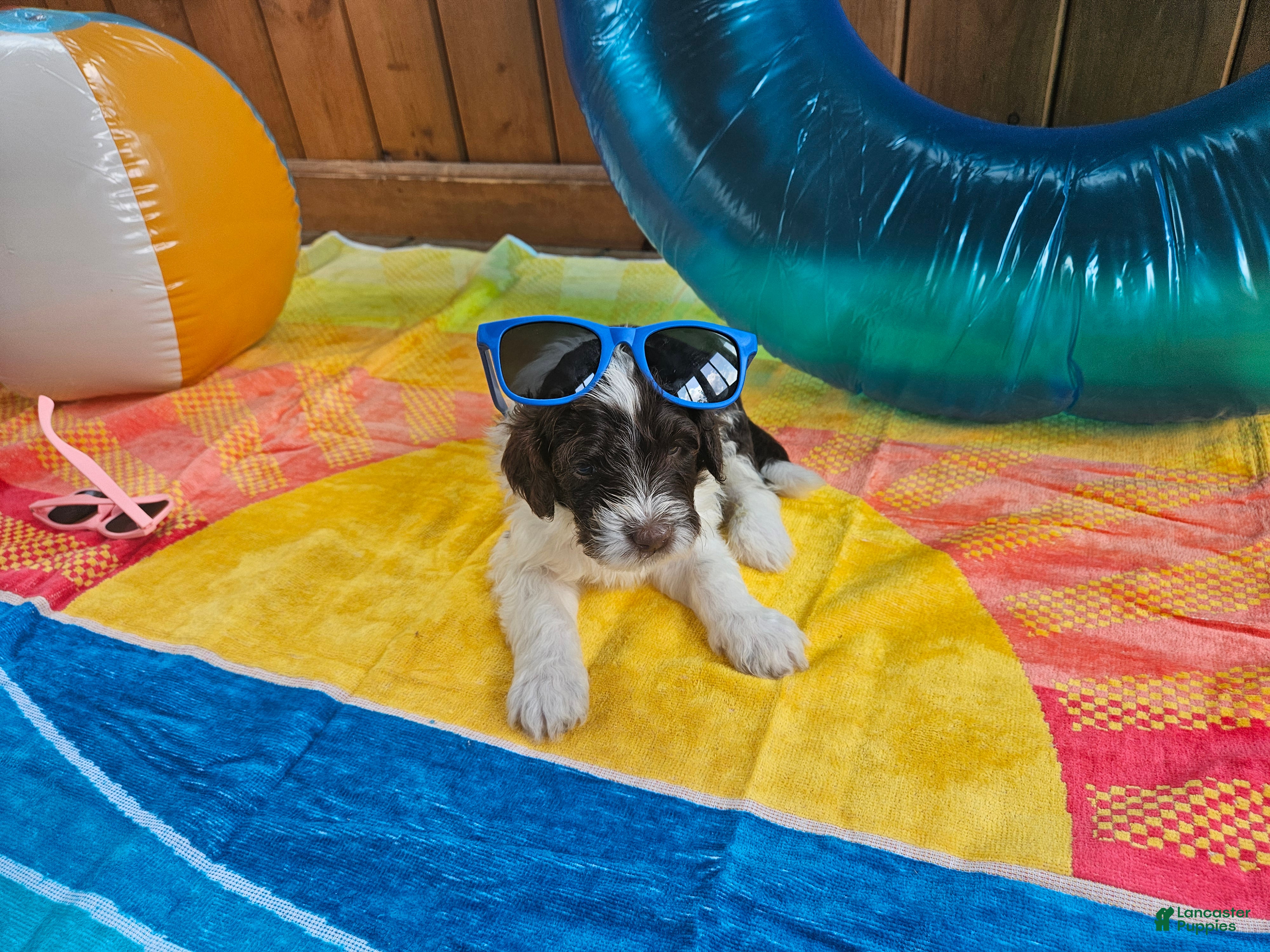 Portuguese Water Dog dogs Dash - Ad 29