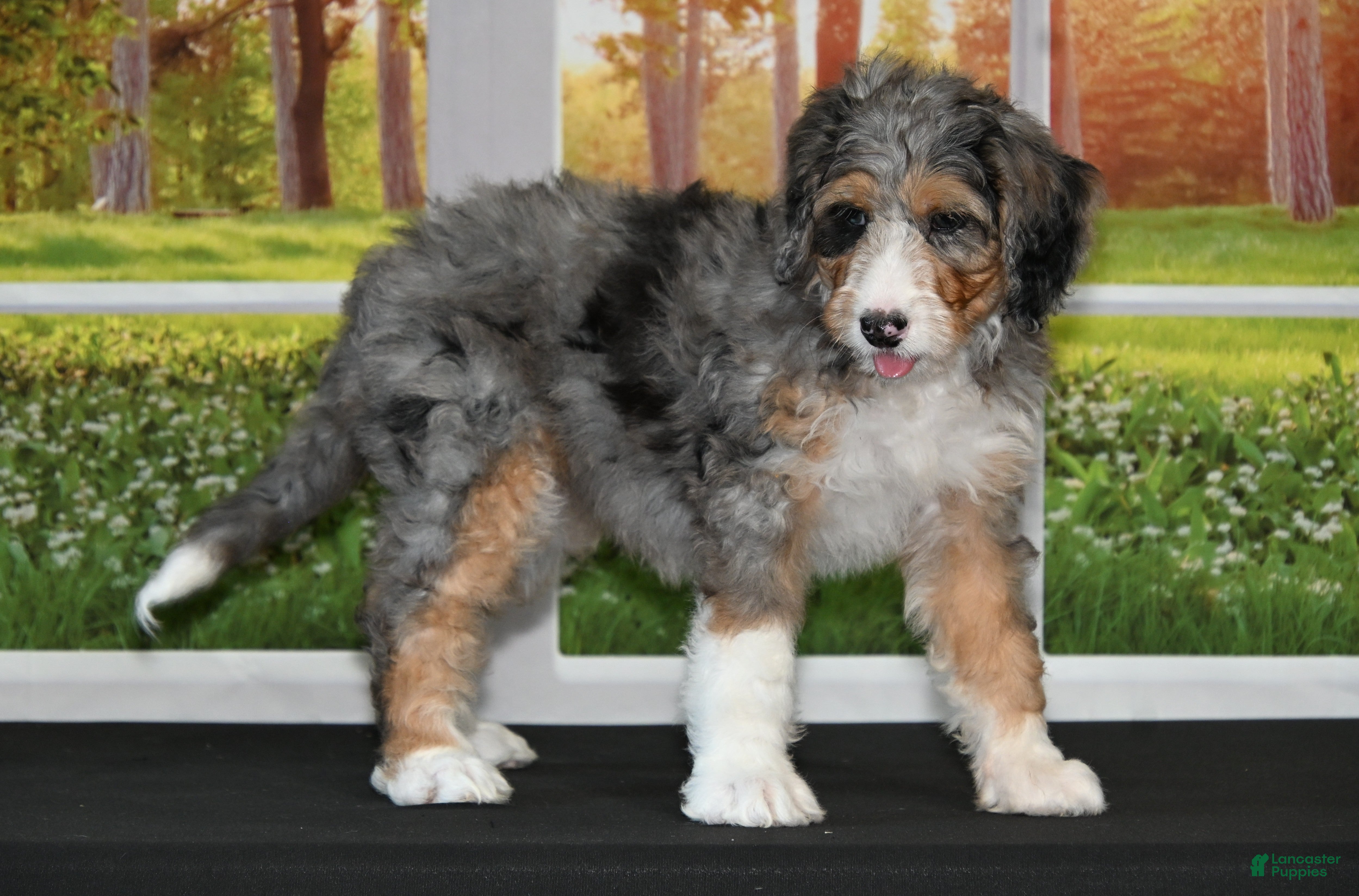 Bernedoodle dogs for sale: Sugar - Ad 40