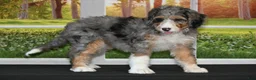 Bernedoodle dogs for sale: Sugar - Ad 1