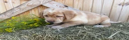 Labrador Retriever dogs for sale: Ruby - Ad 13