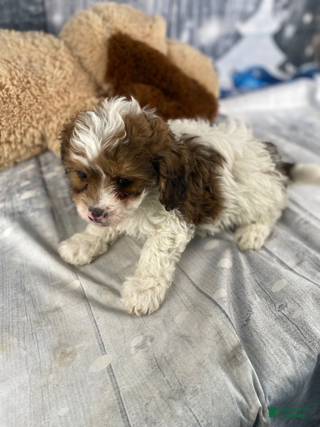 Cavapoo dogs for sale: Ranger - Ad 6