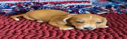 Miniature Dachshund dogs for sale: Annie - Ad 3
