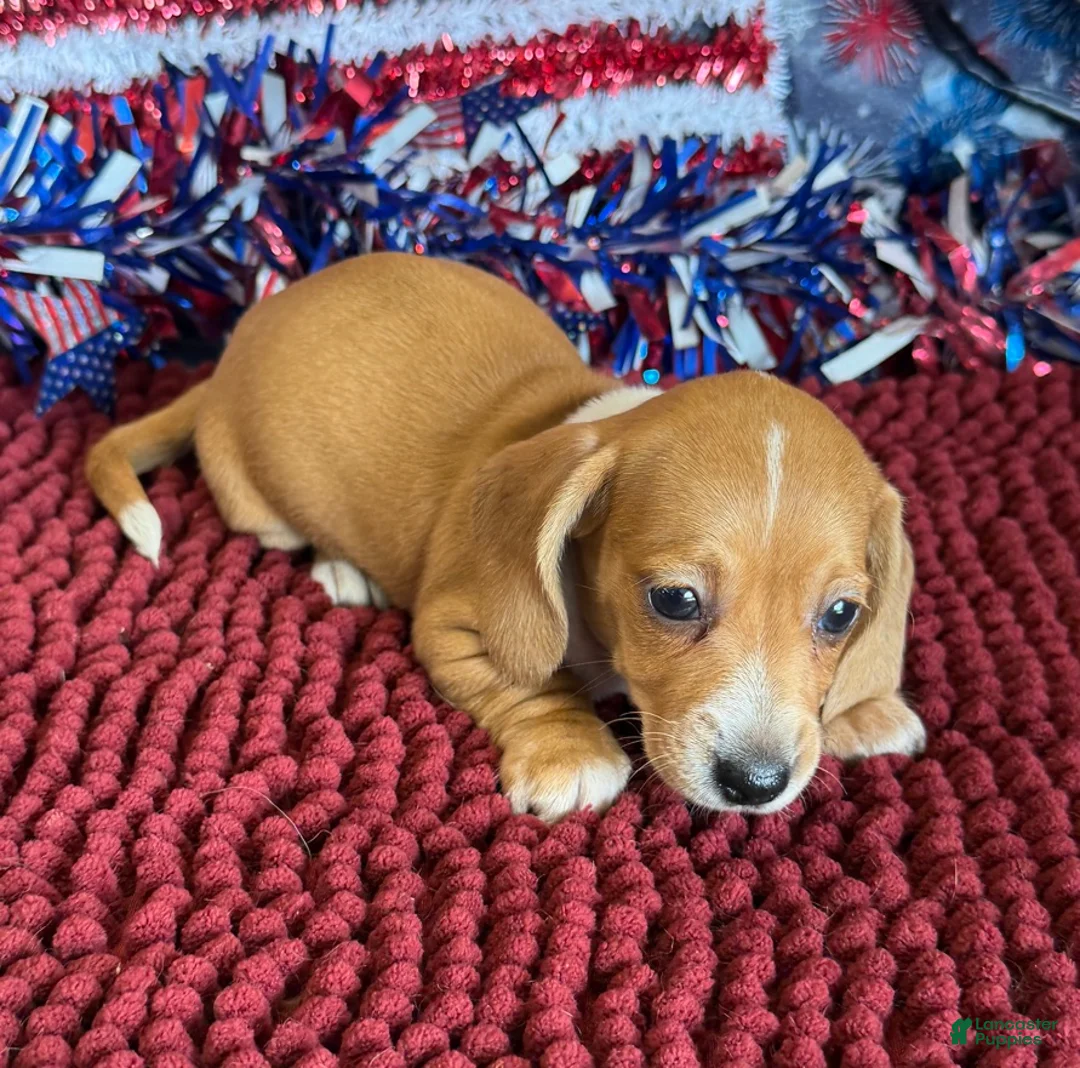 Miniature Dachshund dogs for sale: Annie - Ad 3