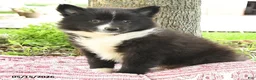 Pomsky dogs for sale: Gavin - Ad 2