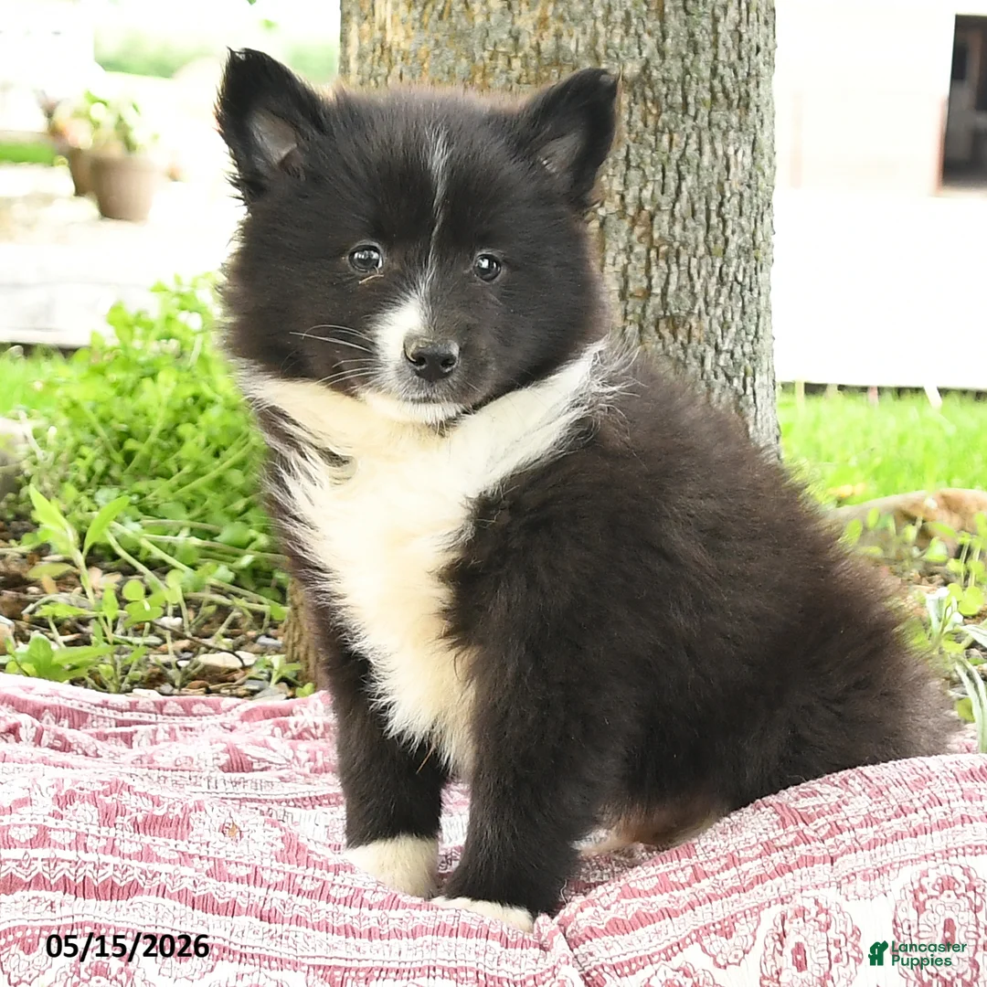 Pomsky dogs for sale: Gavin - Ad 2