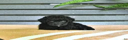 Miniature Poodle dogs for sale: Cassandra - Ad 7