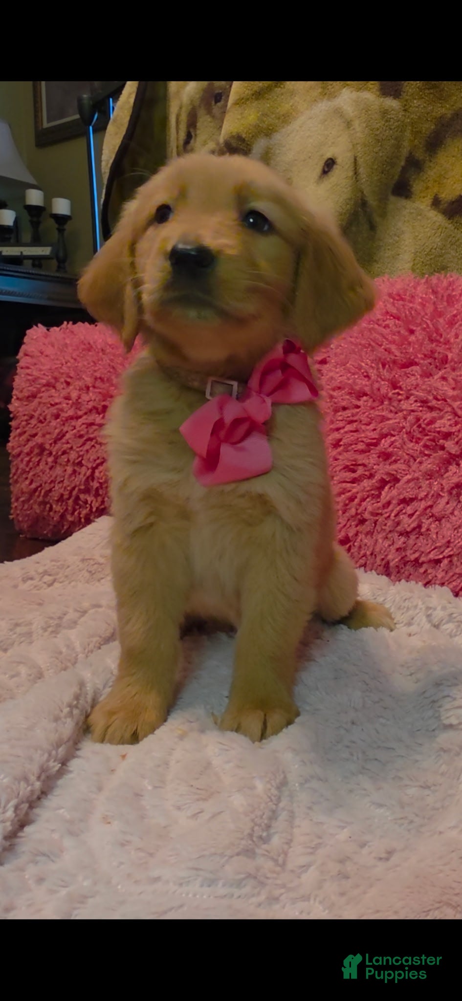 Golden Retriever dogs AKC Cookie - Ad 2