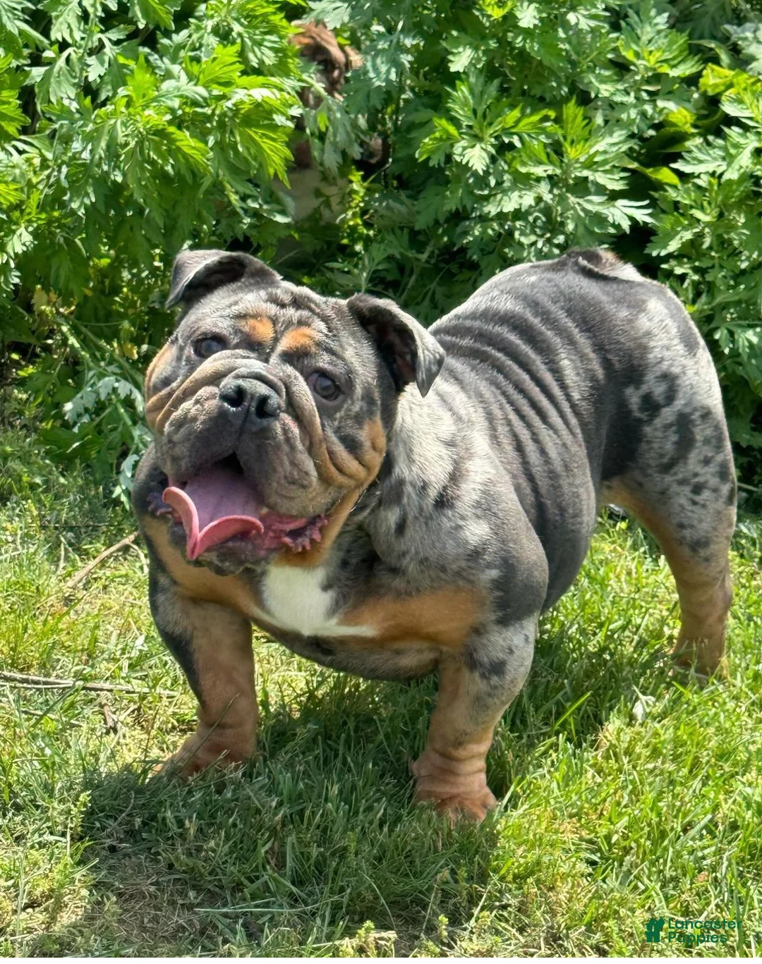 Gallery Image {{count}}