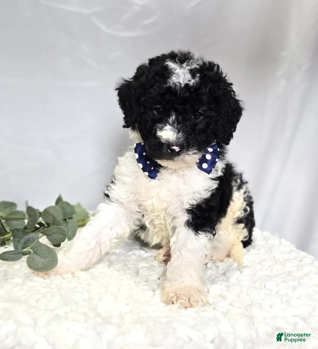 Mini Sheepadoodle dogs for sale: Mitch - Ad 5