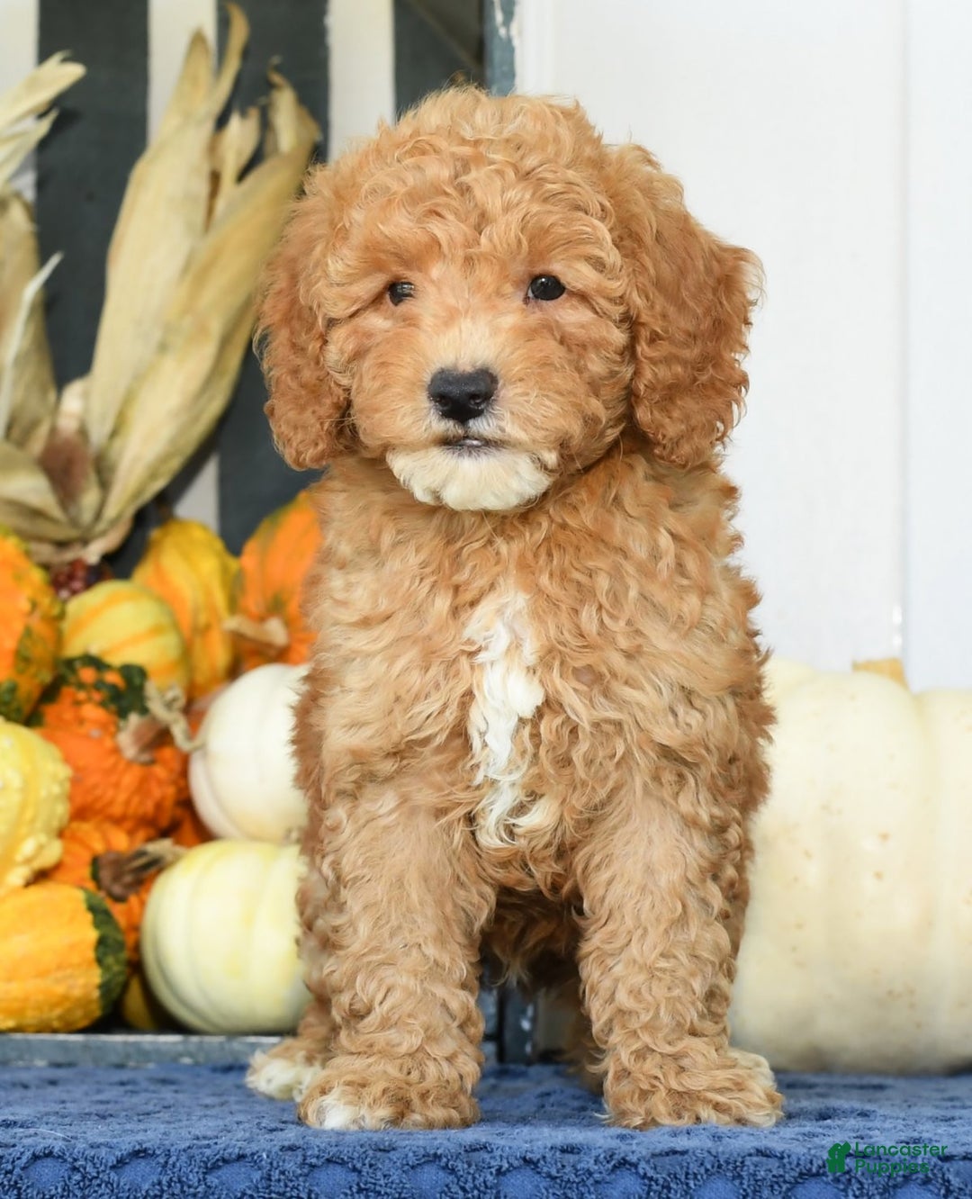 Mixed Breed dogs for sale: Wilbur - Ad 2