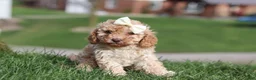 Cavapoo dogs for sale: Rosa - Ad 5
