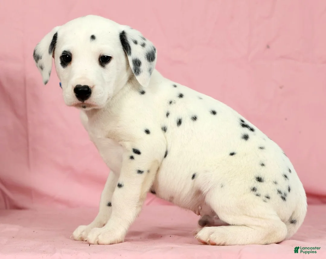 Dalmatian dogs for sale: Brock - Ad 4