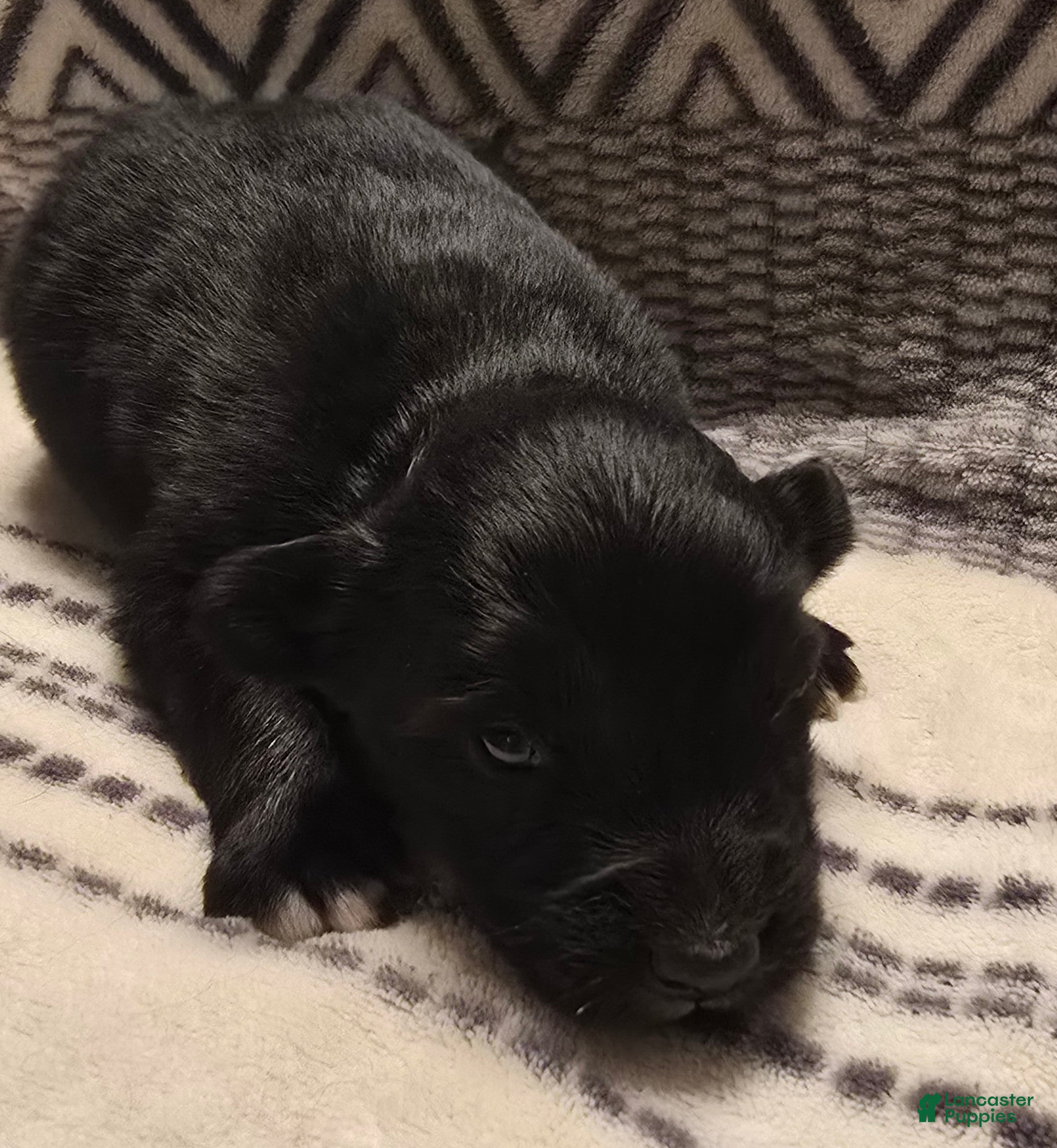 Australian Shepherd dogs Domino - Ad 15