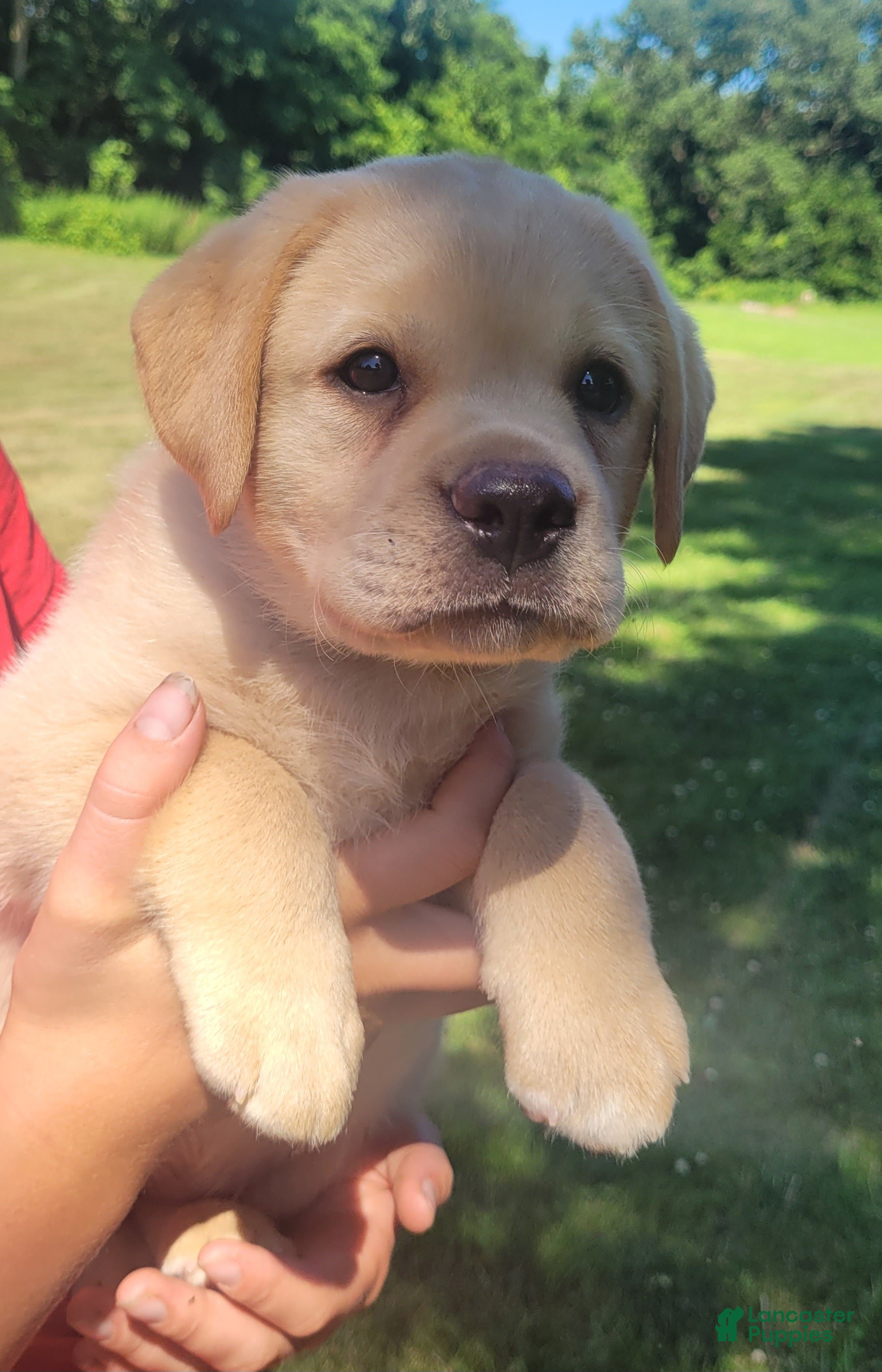 Labrador Retriever dogs Lexi - Ad 2