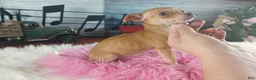 Chihuahua dogs for sale: Teacup female Chihuahua.  Hand Delivery  - Ad 6