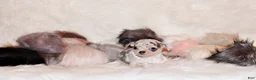 Chihuahua dogs for sale: Demi - Ad 3