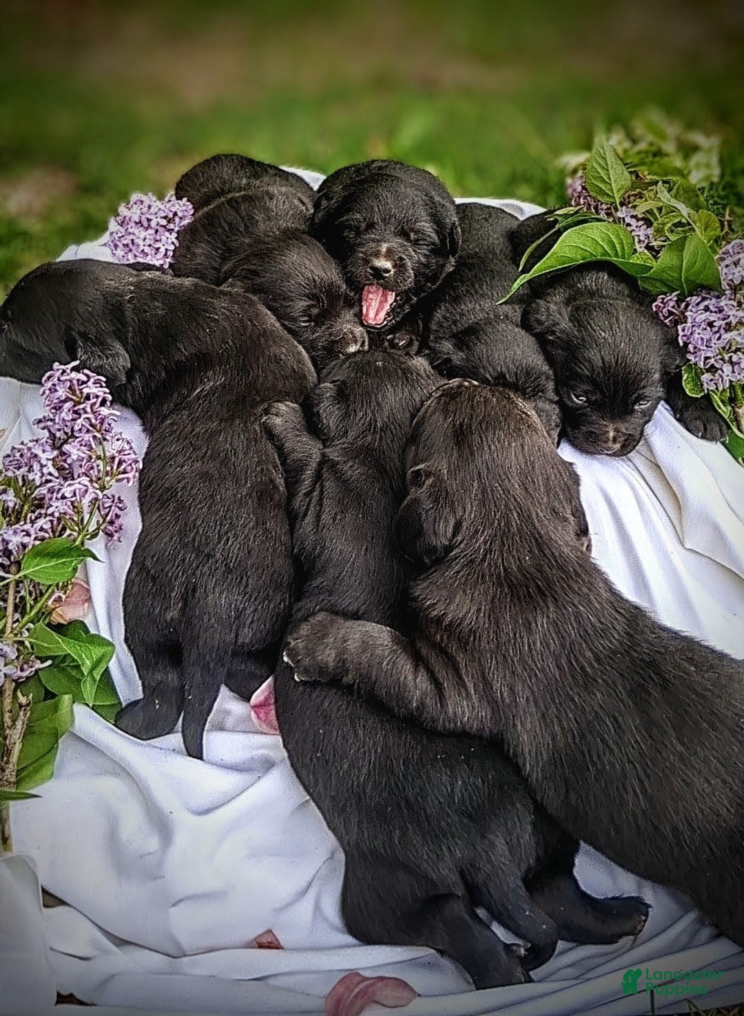 Mixed Breed dogs for sale: Mixed Breed Puppy 4 - Ad 3