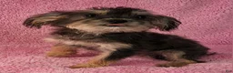 Yorkiepoo dogs for sale: Diamond Dream - Ad 10