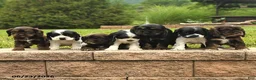 Cocker Spaniel dogs for sale: Lucy - Ad 6