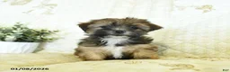 Shorkie dogs for sale: Kandy  - Ad 4
