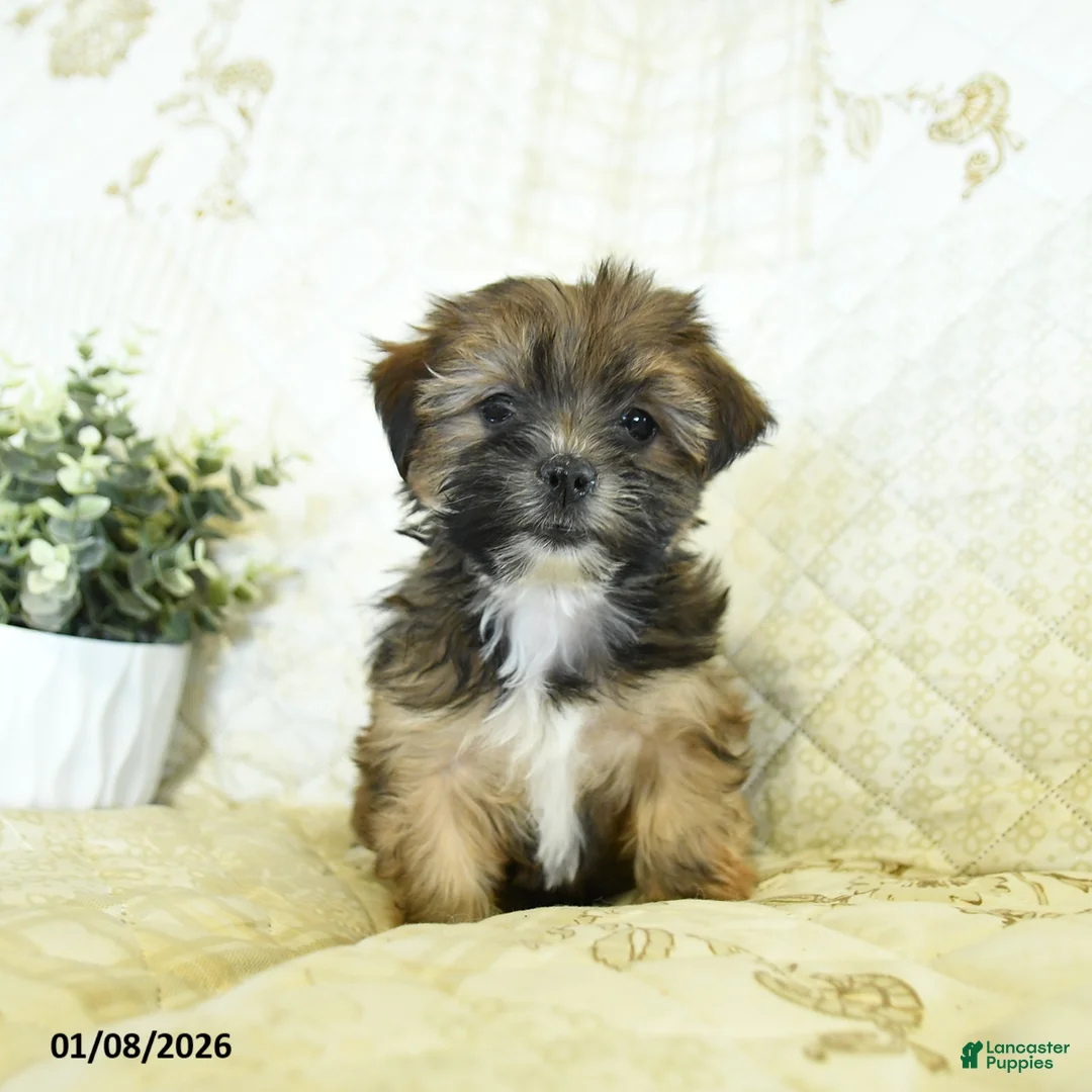 Shorkie dogs for sale: Kandy  - Ad 4