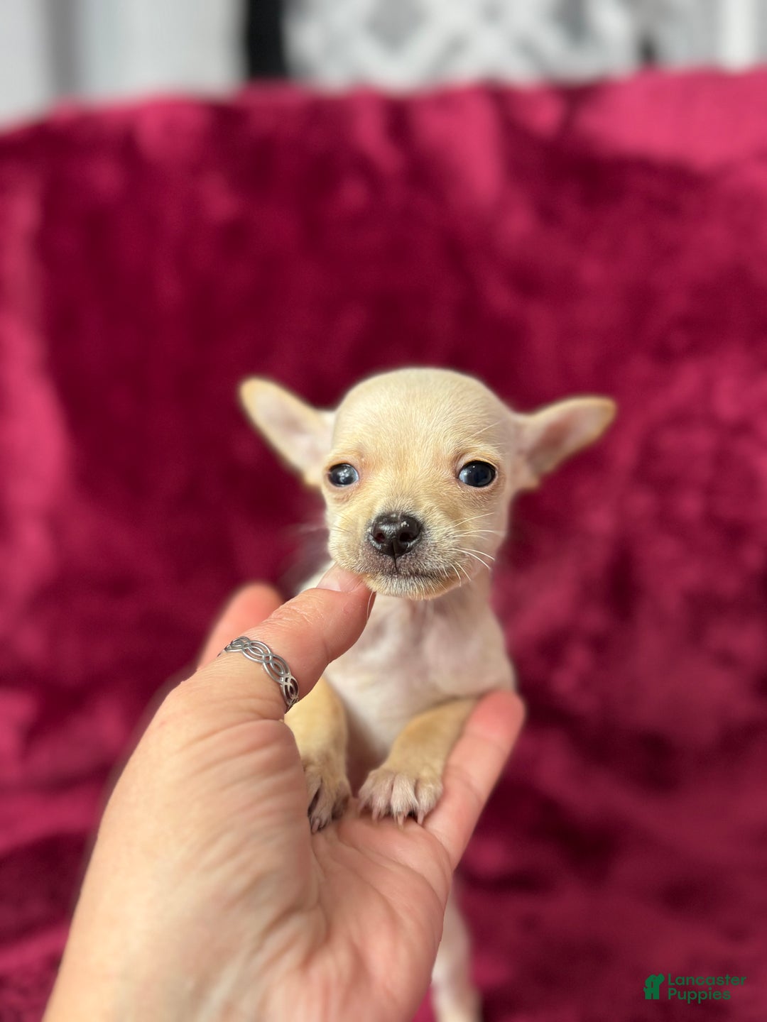Chihuahua dogs for sale: Chucky - Ad 6