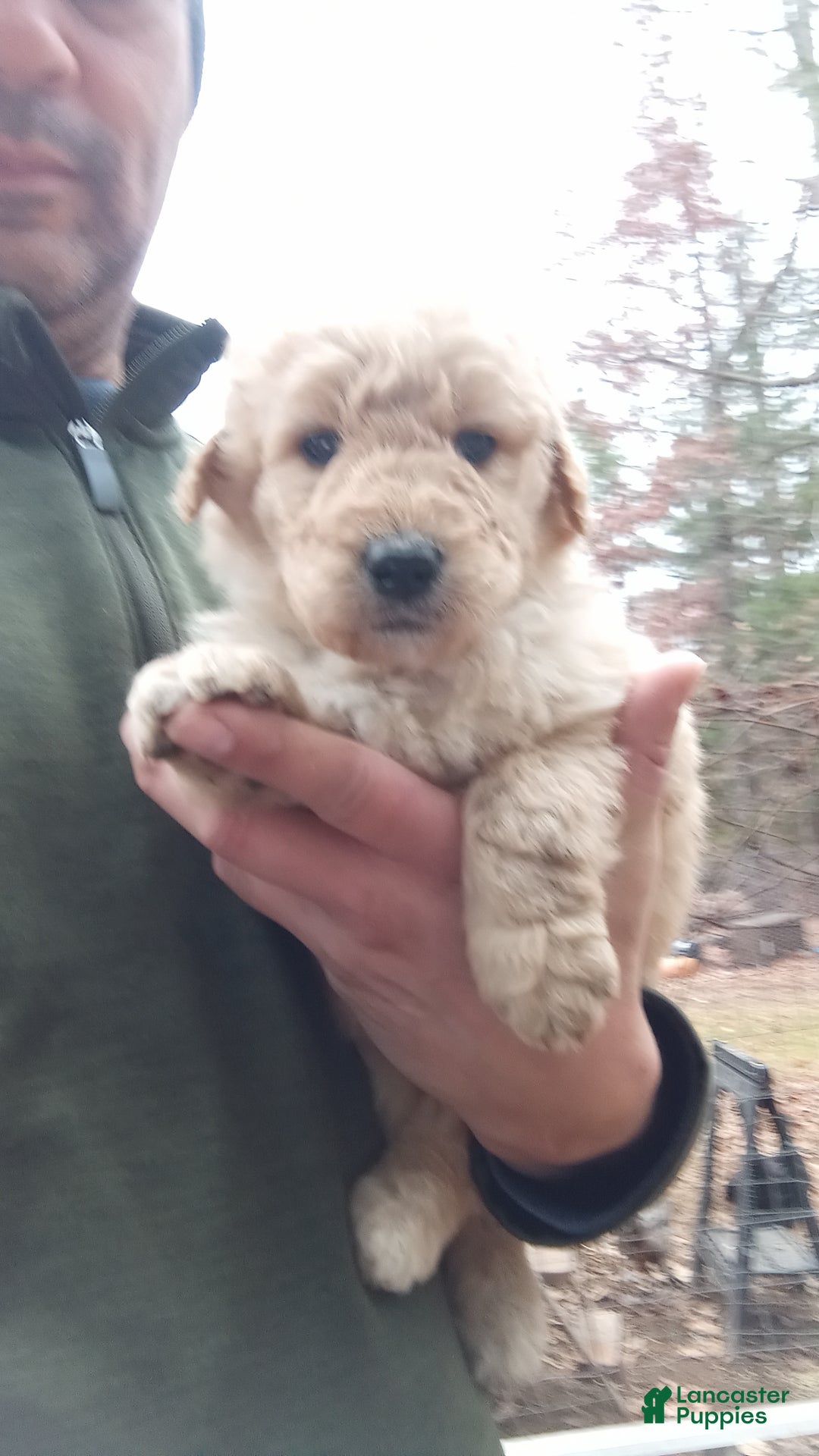 Bernedoodle dogs for sale: Bernedoodle "Boss" - Ad 1