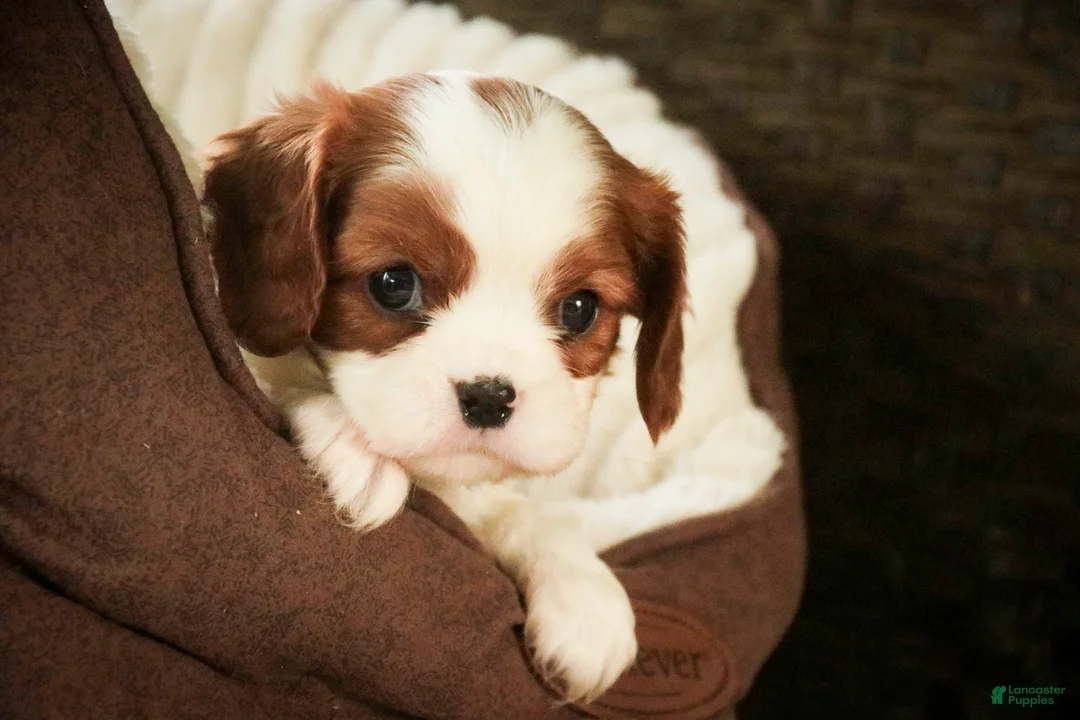 Cavalier King Charles Spaniel dogs for sale: Basil - Ad 2