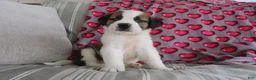 Saint Bernard dogs for sale: Serenity - Ad 4