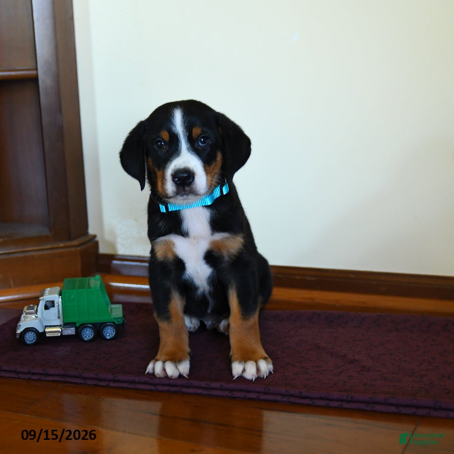 Greater Swiss Mountain Dog dogs Zion - Ad 1
