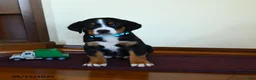 Greater Swiss Mountain Dog dogs for sale: Zion - Ad 1