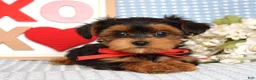 Yorkiepoo dogs for sale: Lance  - Ad 5