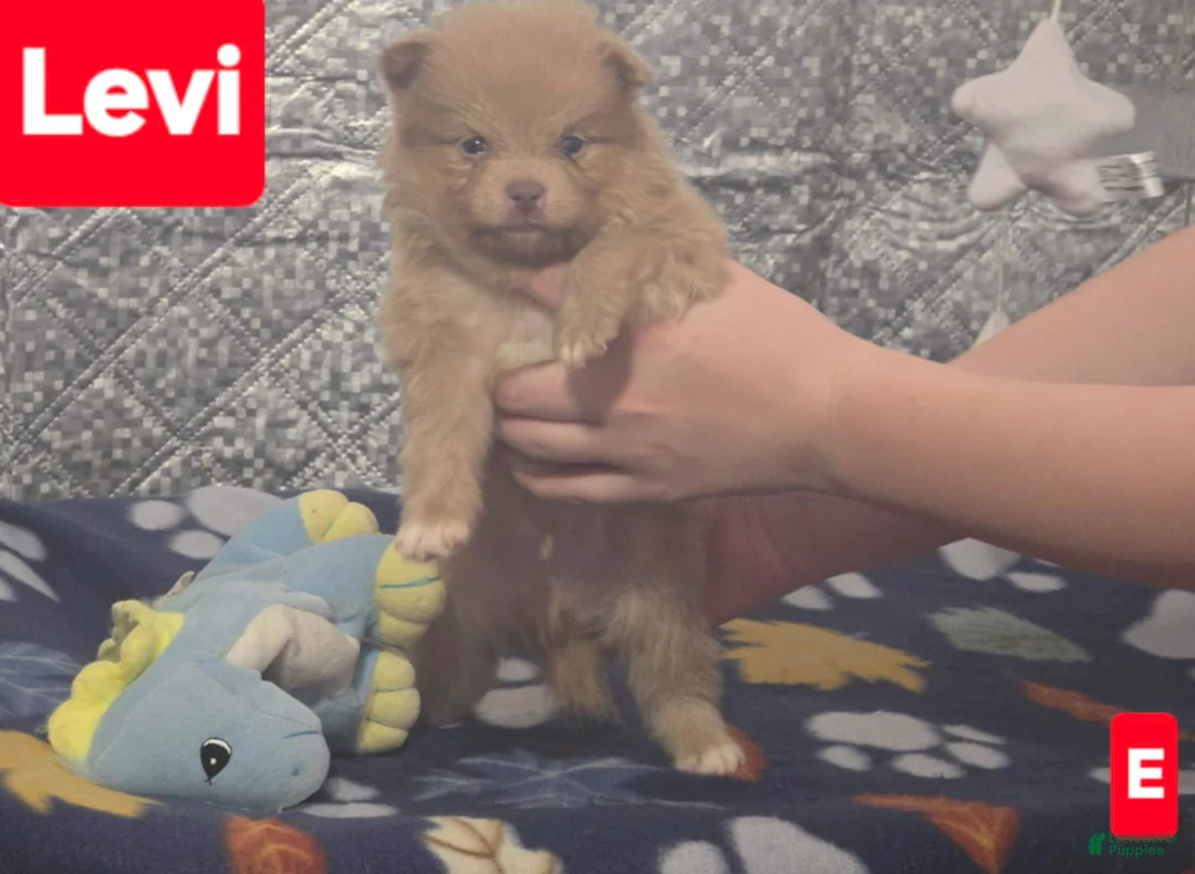 Pomeranian dogs for sale: Levi - Ad 1
