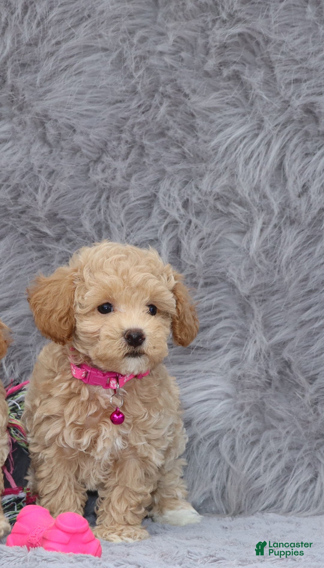 Havapoo dogs for sale: Annabelle Toy/M.👨‍👨‍👦‍👦💞🐕 - Ad 5