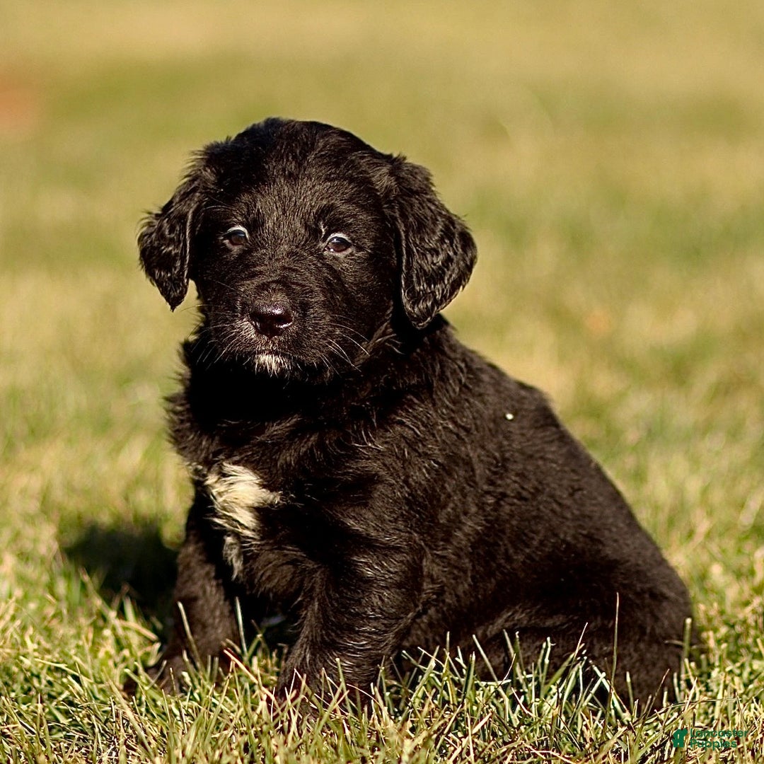 Mixed Breed dogs for sale: Lenny - Ad 3