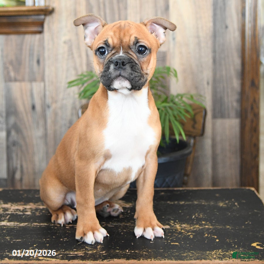 Frenchton dogs Hazel - Ad 2