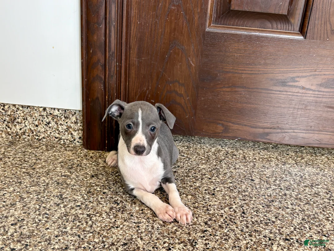 Italian Greyhound dogs for sale: Lanae - Ad 8