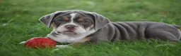 Beabull dogs for sale: Bubba - Ad 3
