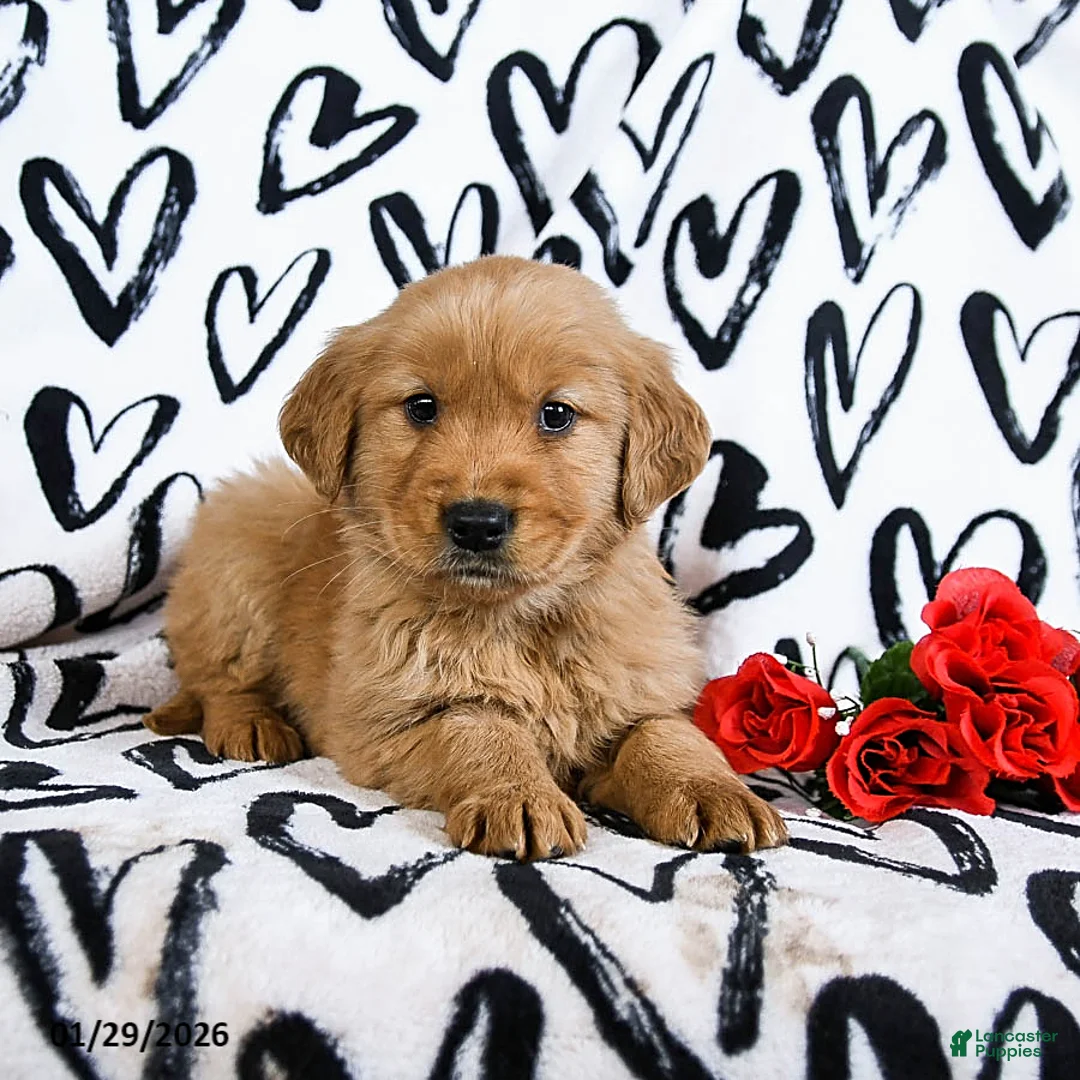 Golden Retriever dogs for sale: Lucy - Ad 2