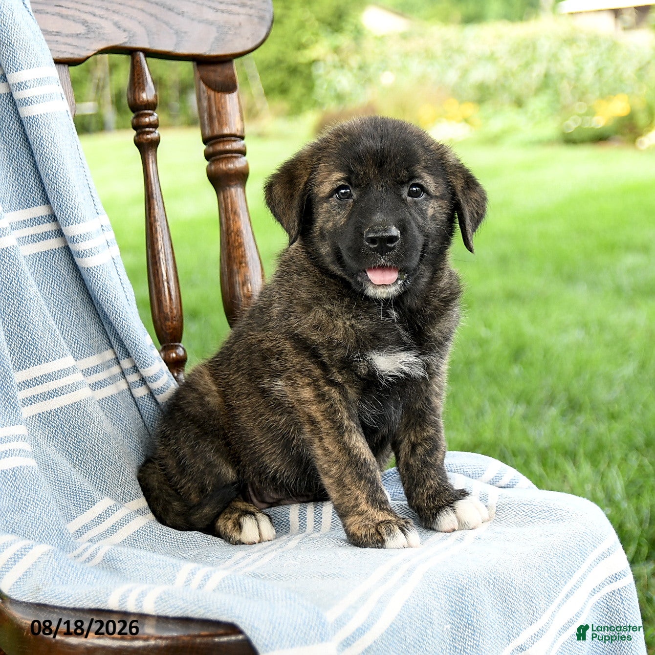 Mixed Breed dogs Camila - Ad 2