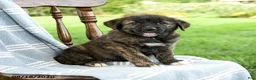 Mixed Breed dogs for sale: Camila - Ad 2
