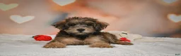 Yorkiepoo dogs for sale: Buttercup - Ad 3
